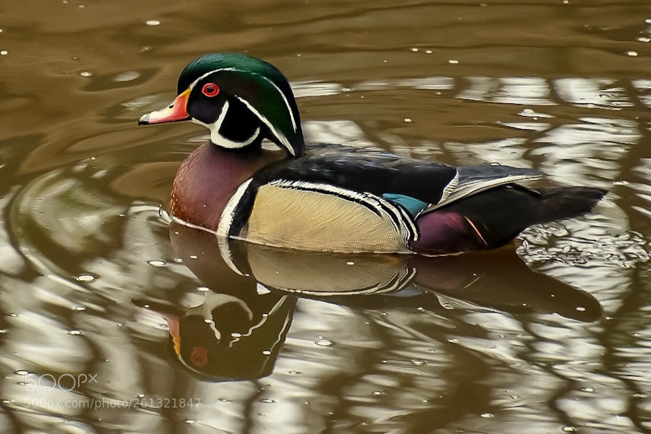 Nikon D7500 sample photo. Real duck photography