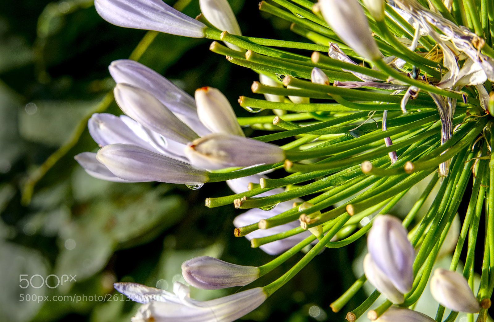 Canon EOS 5D Mark IV sample photo. Untitled photography