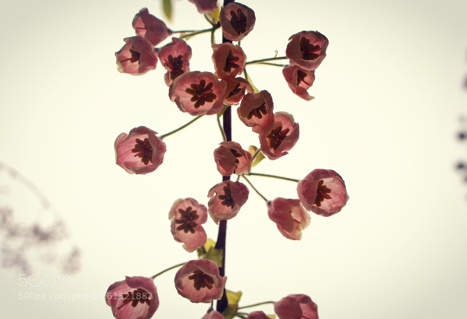 Canon EOS 700D (EOS Rebel T5i / EOS Kiss X7i) sample photo. Flowers shot from below  photography
