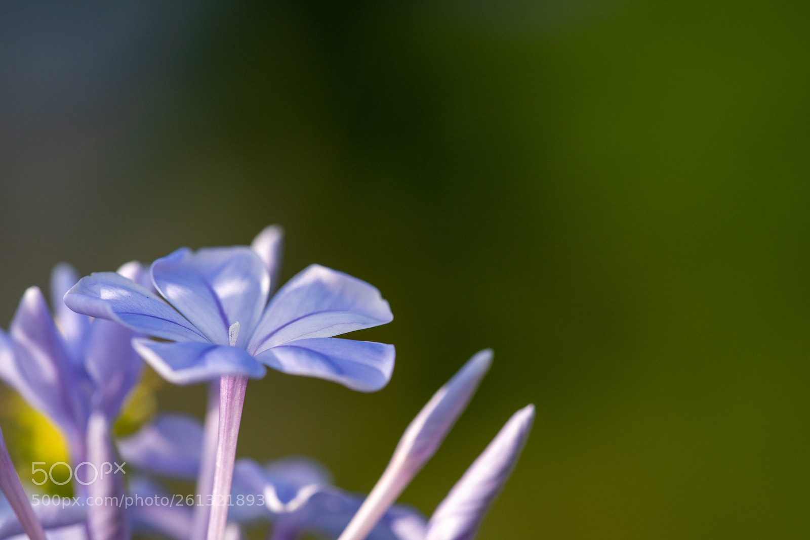 Nikon D810 sample photo. Flower 4 photography