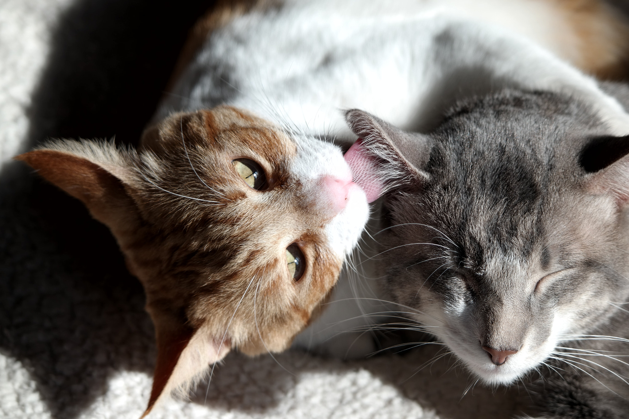 Samsung NX30 sample photo. Kimo & gris 001 photography