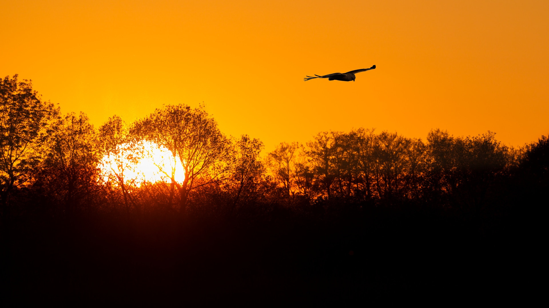 Canon EOS-1D Mark IV sample photo. Delta del danubio photography