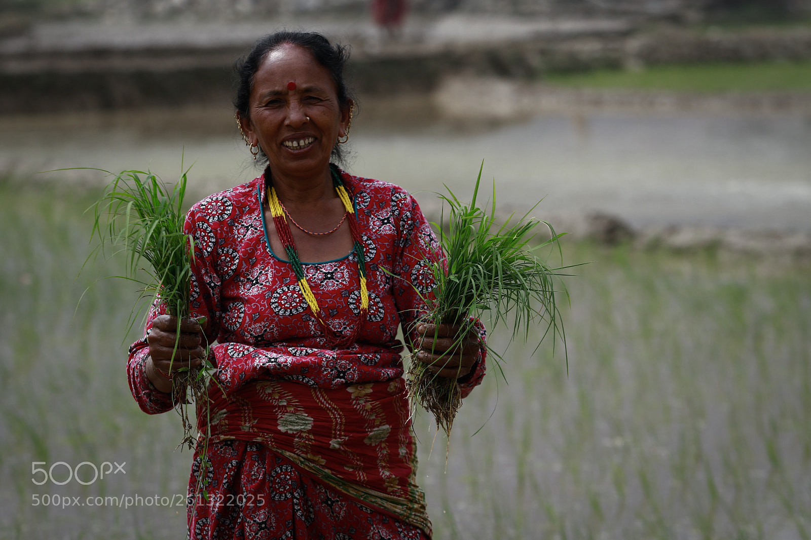 Canon EOS 7D Mark II sample photo. Rice saplings  photography