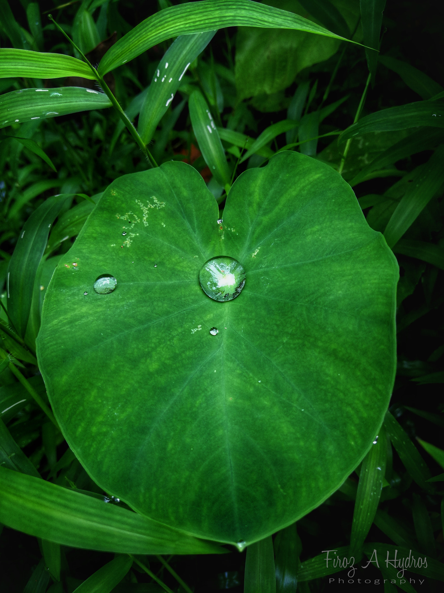 HUAWEI Mate 9 Pro sample photo. After the rain photography