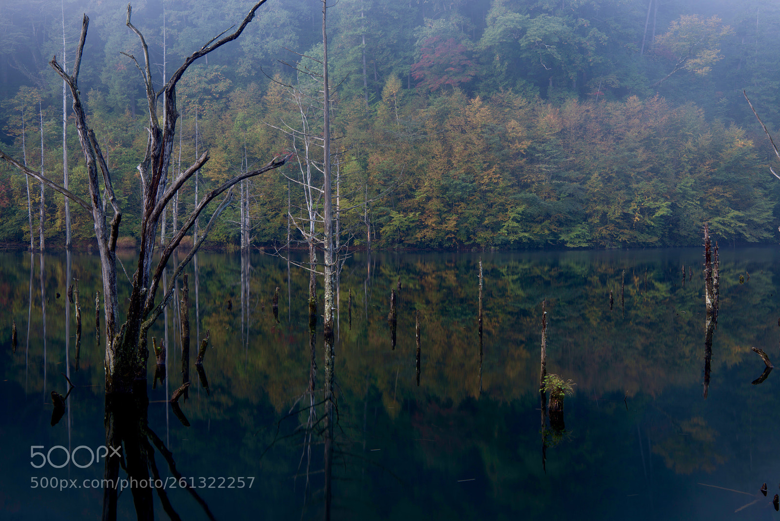 Nikon D800E sample photo. Autumn reflection photography