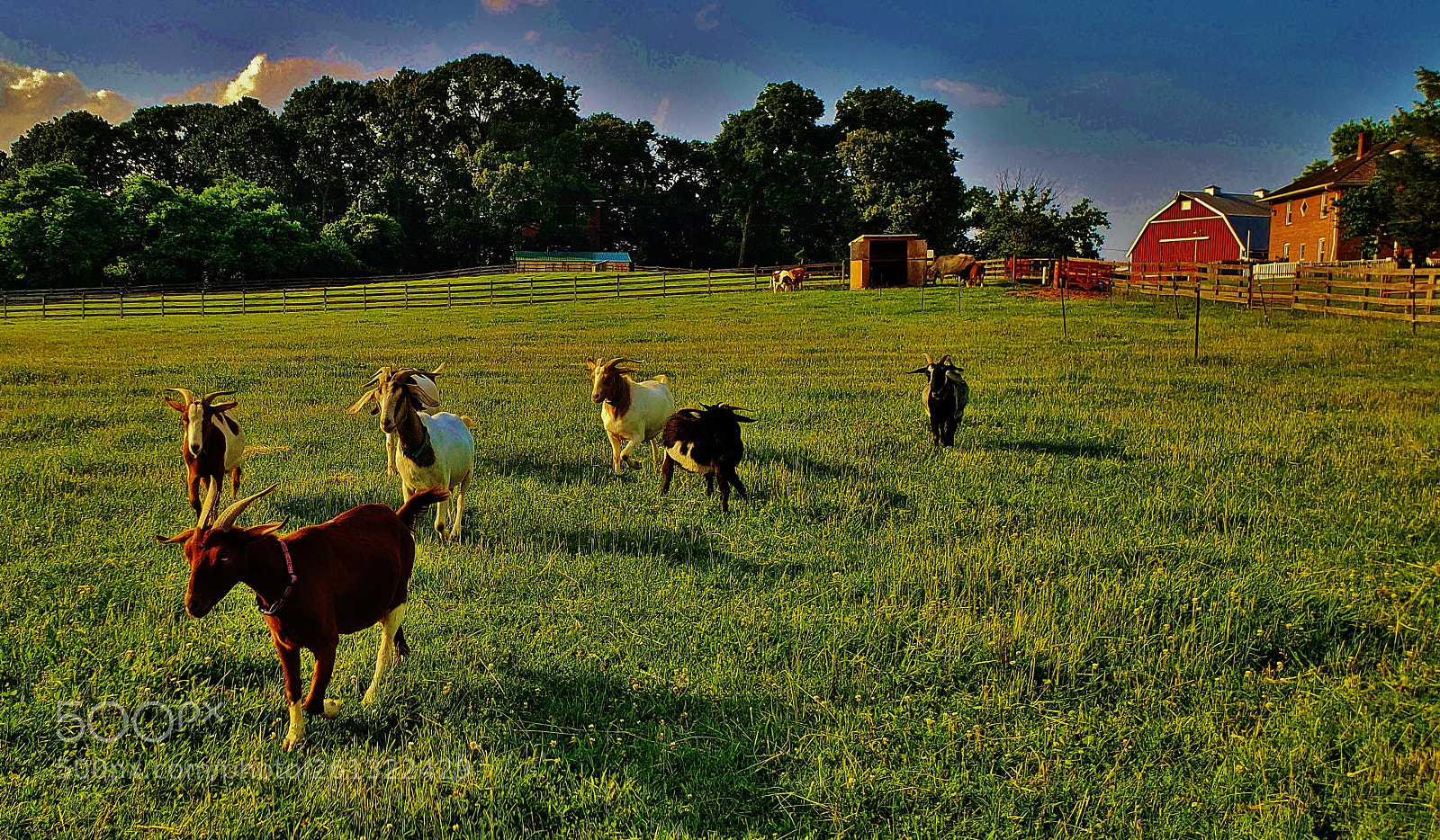 Samsung Galaxy S9+ sample photo. Goats at kinder farm 2018 photography