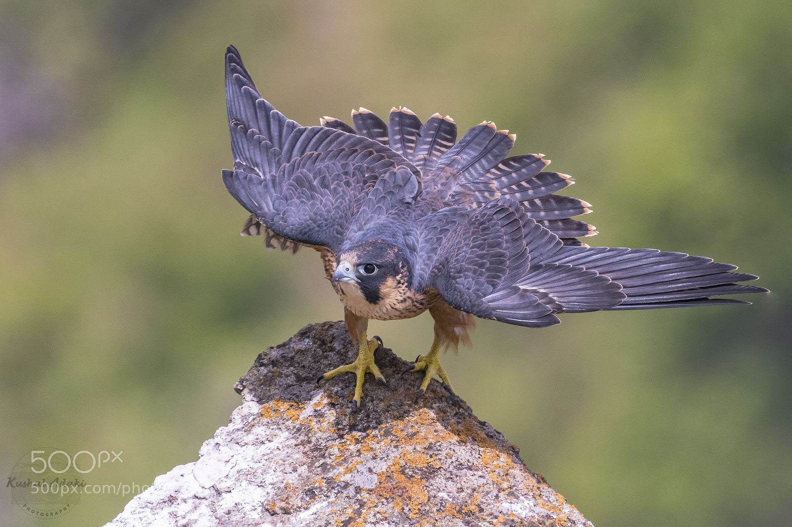 Nikon D500 sample photo. Shaheen falcon photography