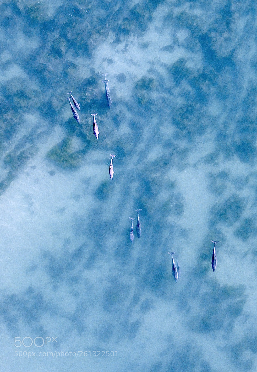DJI FC220 sample photo. Dolphins photography