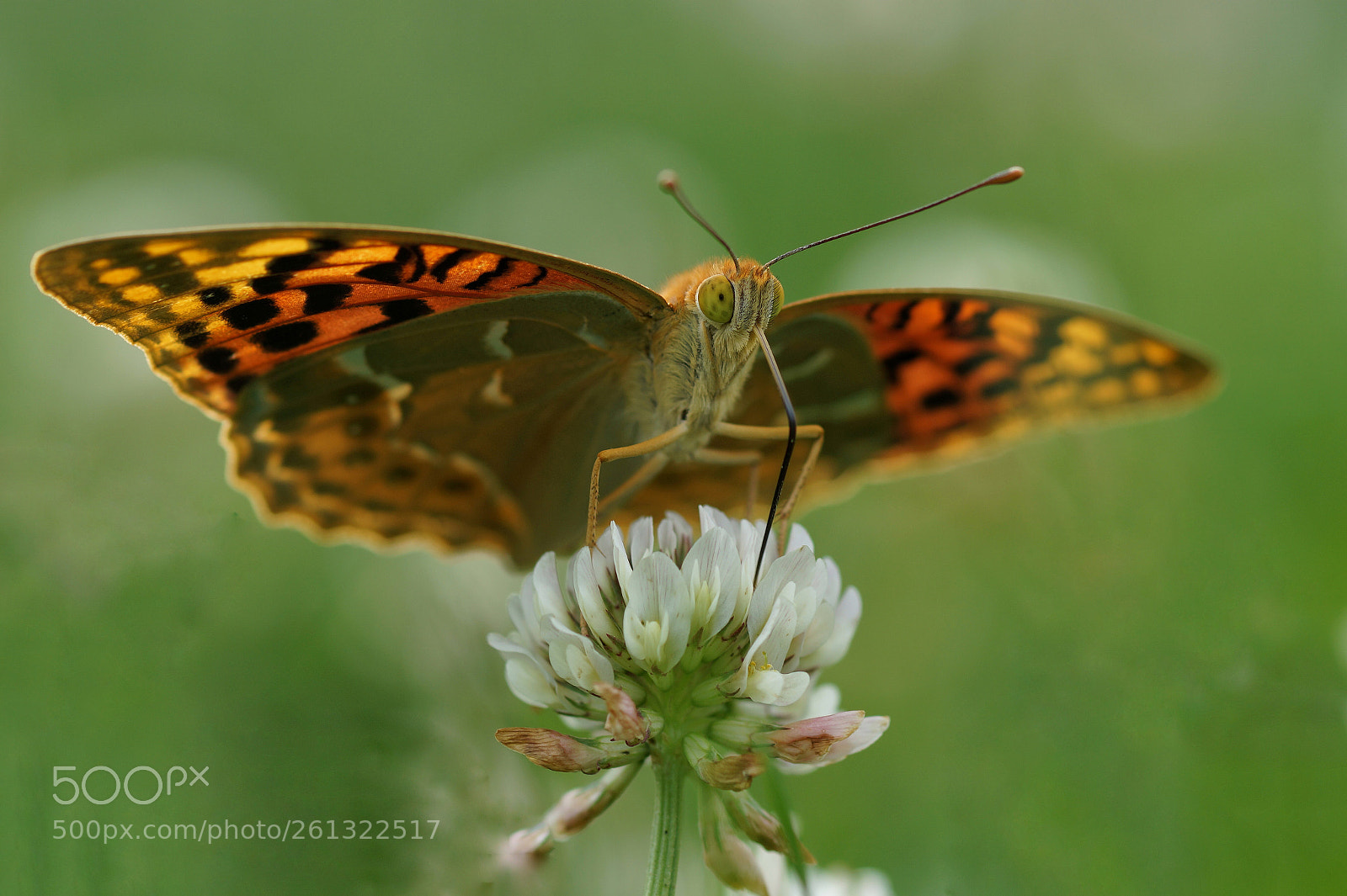 Sony SLT-A58 sample photo. Argynnis pandora photography
