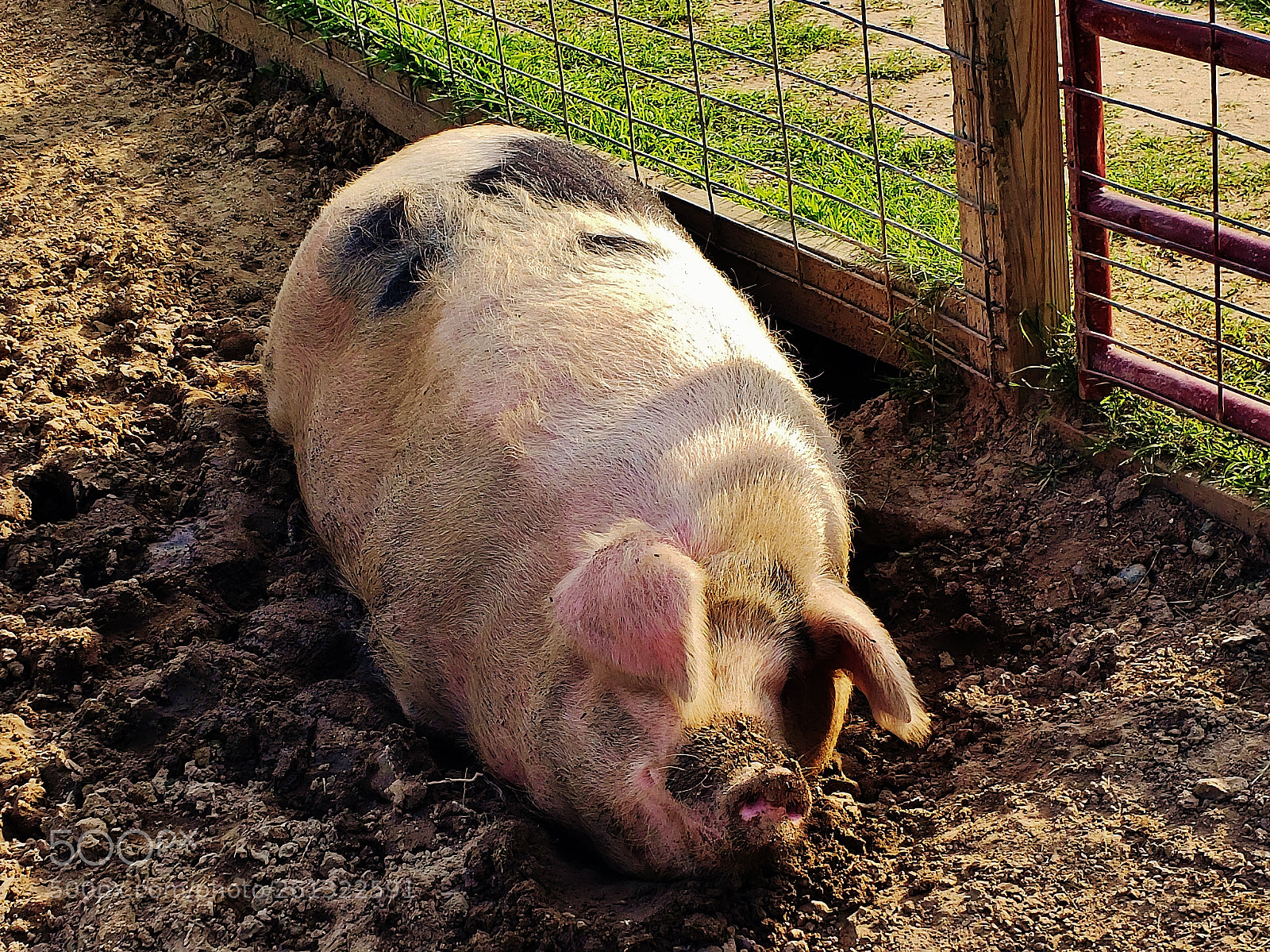 Samsung Galaxy S9+ sample photo. Pig resting 2018 photography