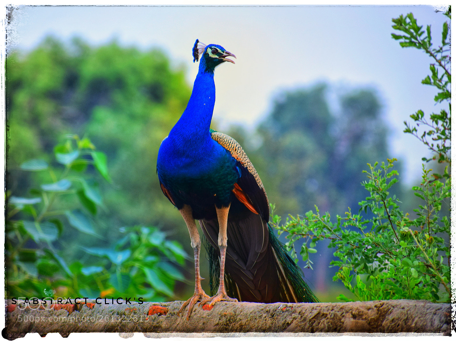 Nikon D5300 sample photo. Beautiful bird photography
