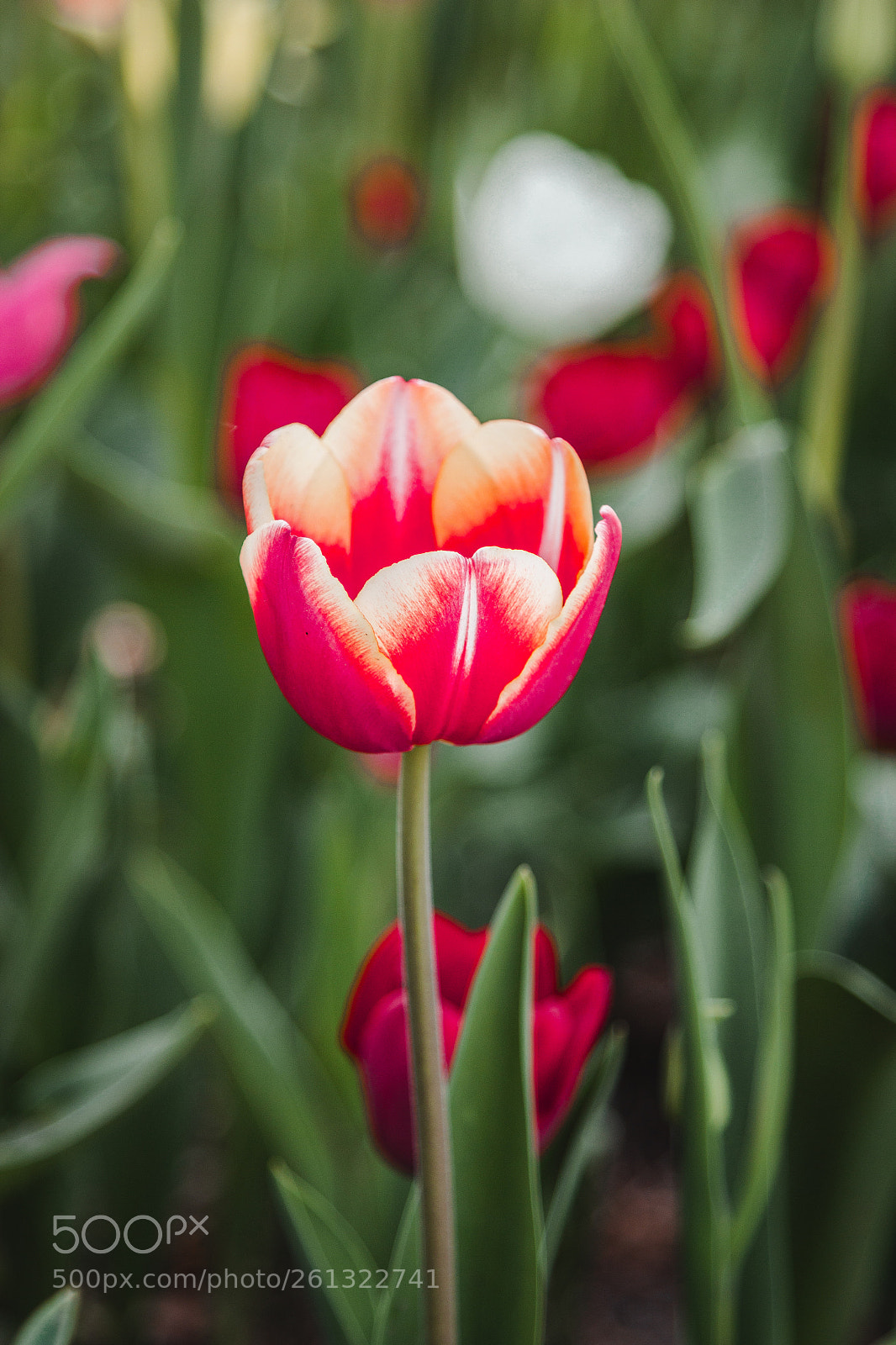Canon EOS 600D (Rebel EOS T3i / EOS Kiss X5) sample photo. Tulip photography