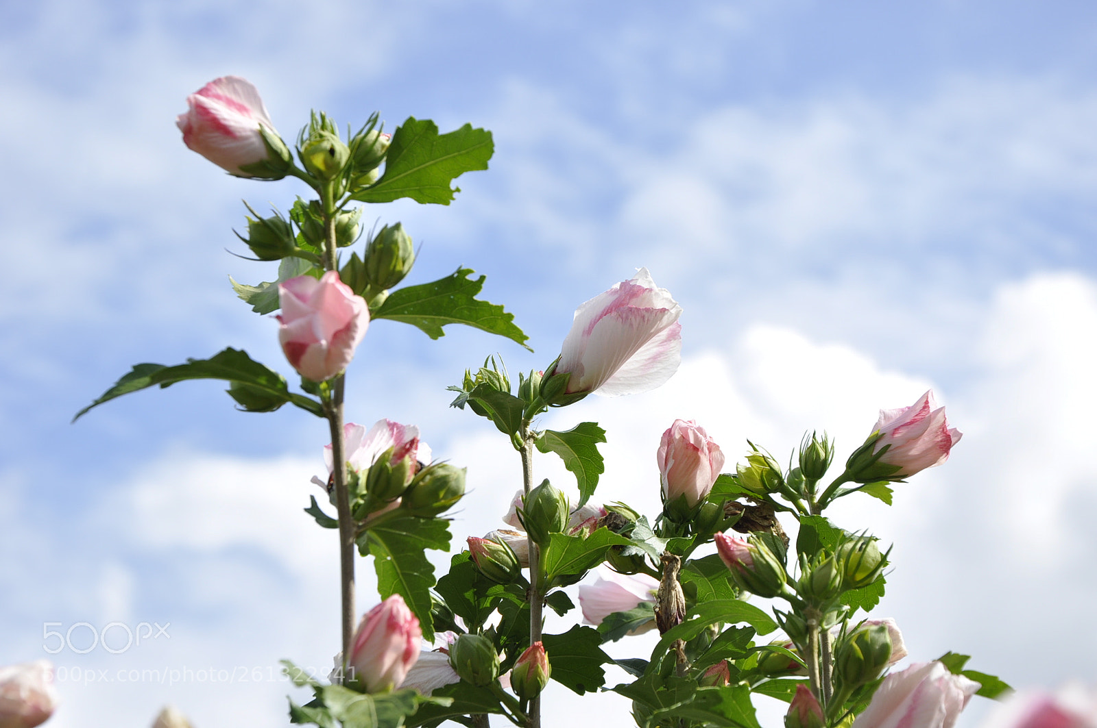 Nikon D90 sample photo. For my herbarium photography
