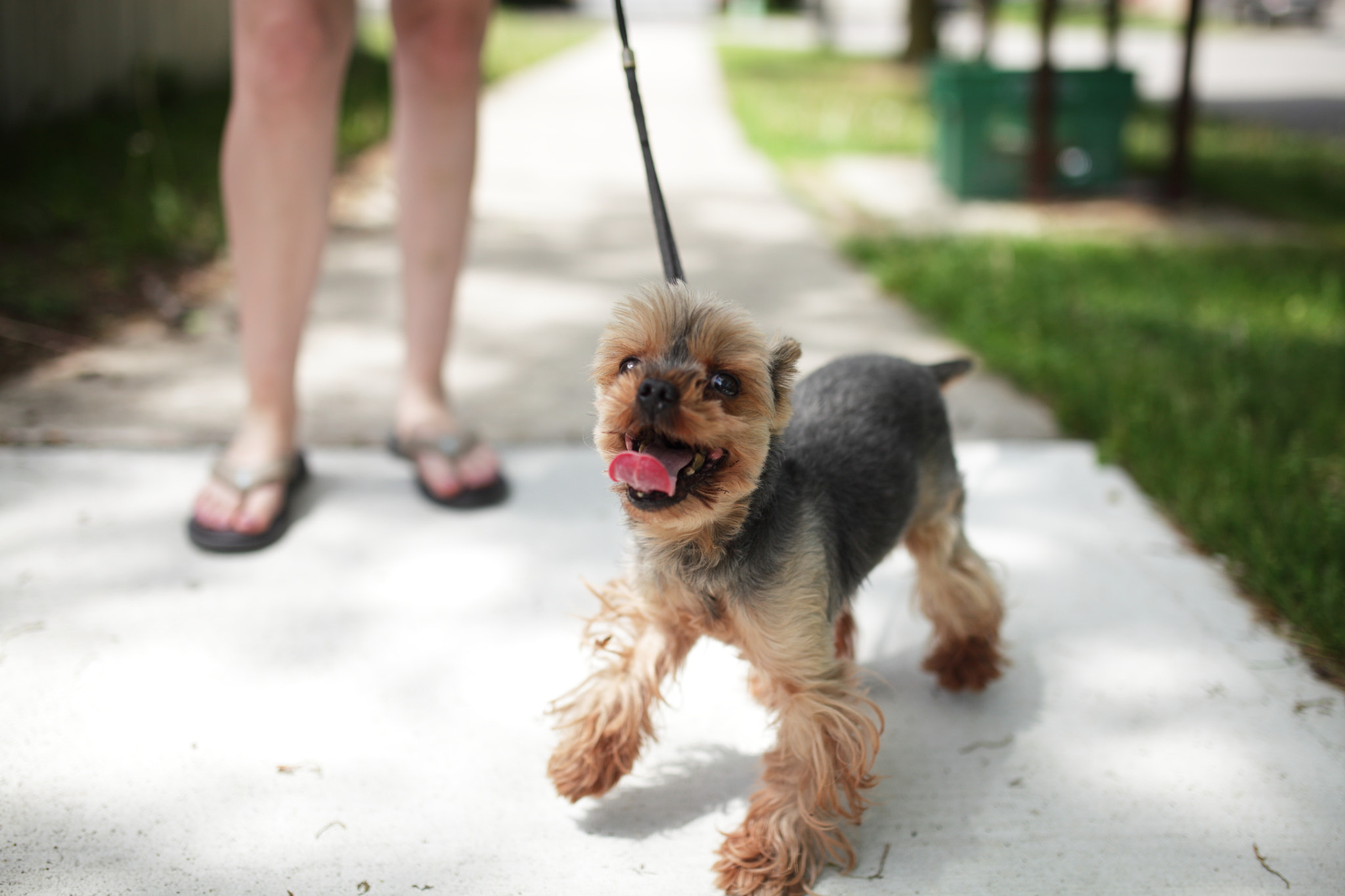 Canon EOS 5D Mark II sample photo. Yorkie photography