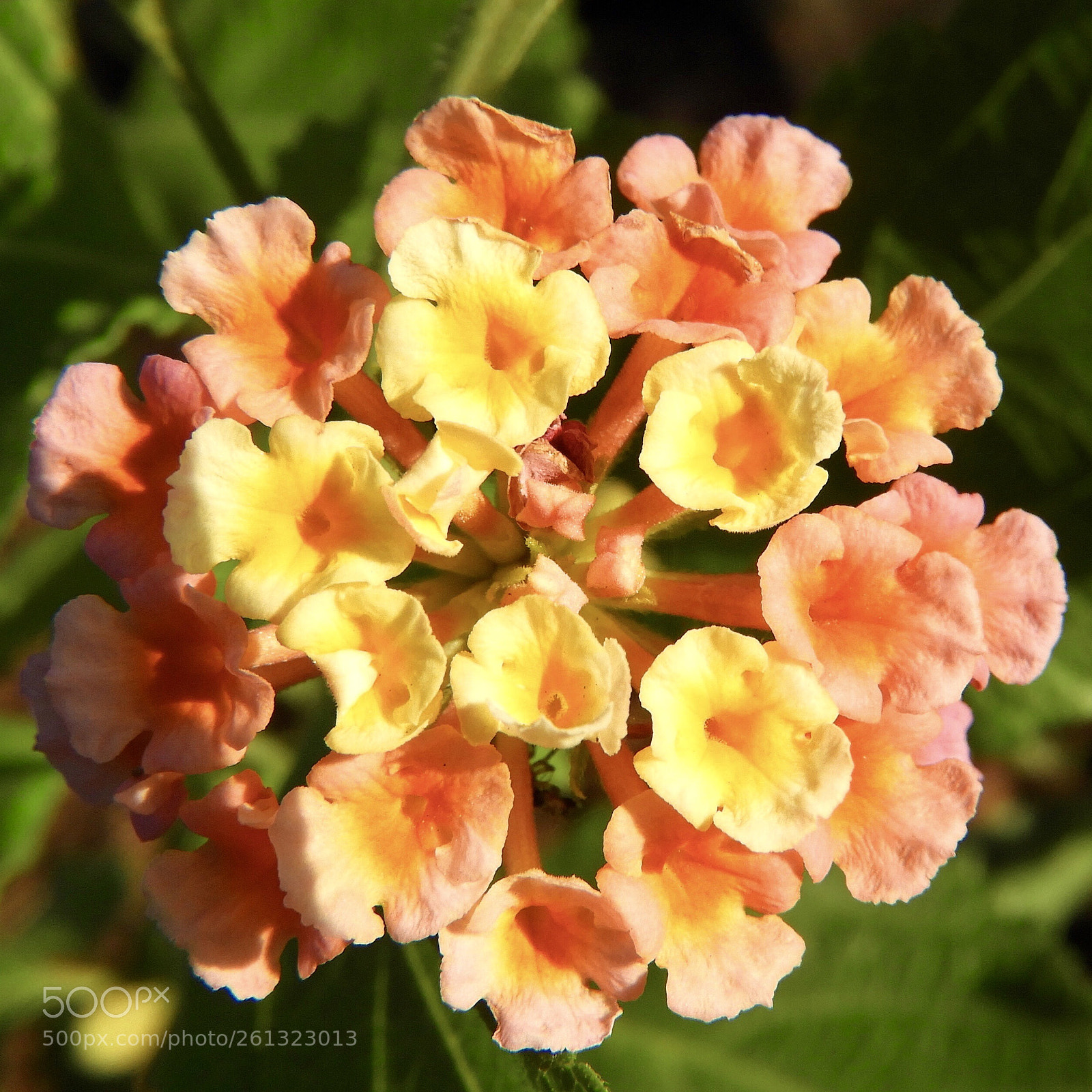 Nikon Coolpix B700 sample photo. Lantana flower macro photography
