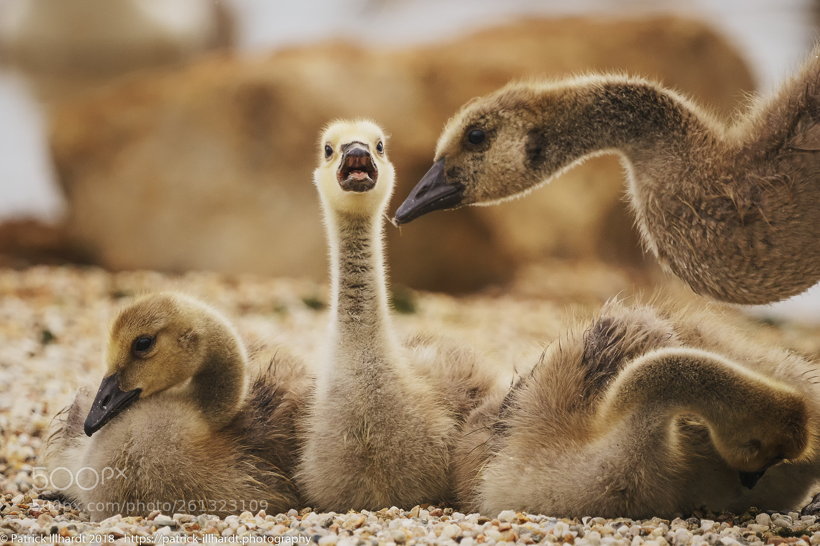 Sony a7R sample photo. Flauschige fotobombe photography