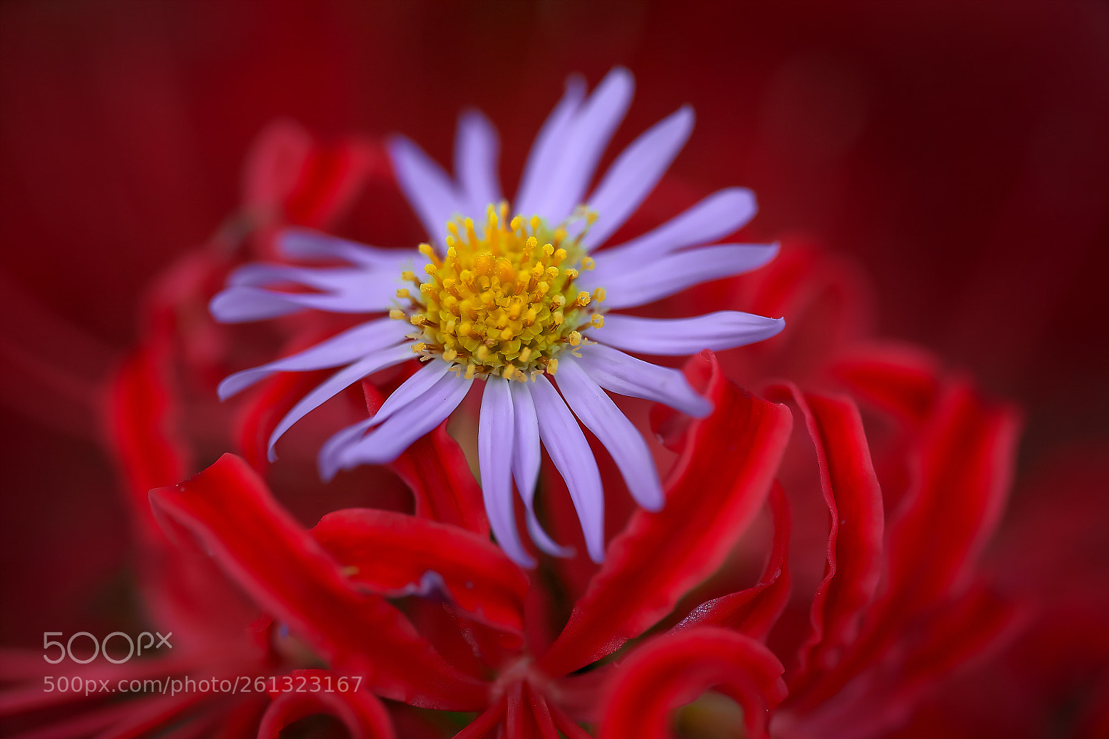 Sony a7 sample photo. Flowers photography