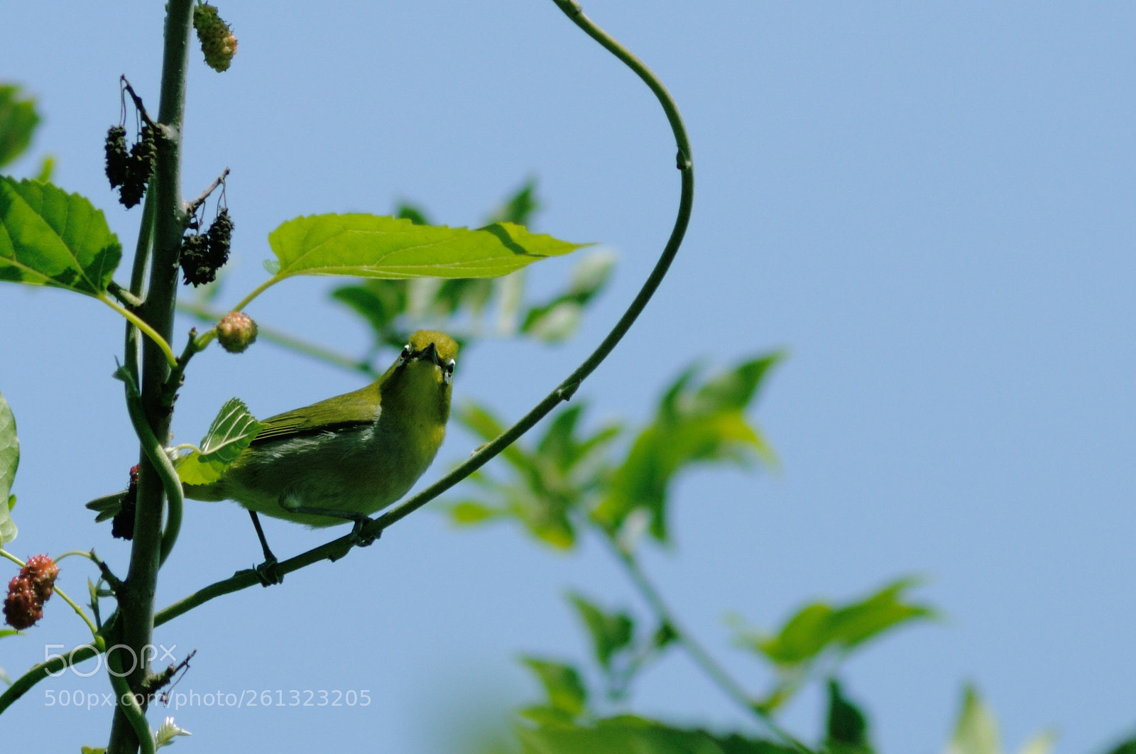 Nikon D90 sample photo. What's up? photography