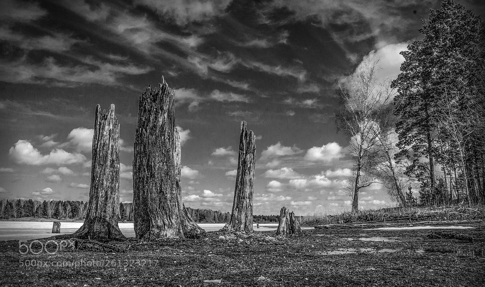 Canon EOS 30D sample photo. Stumps on swamp photography