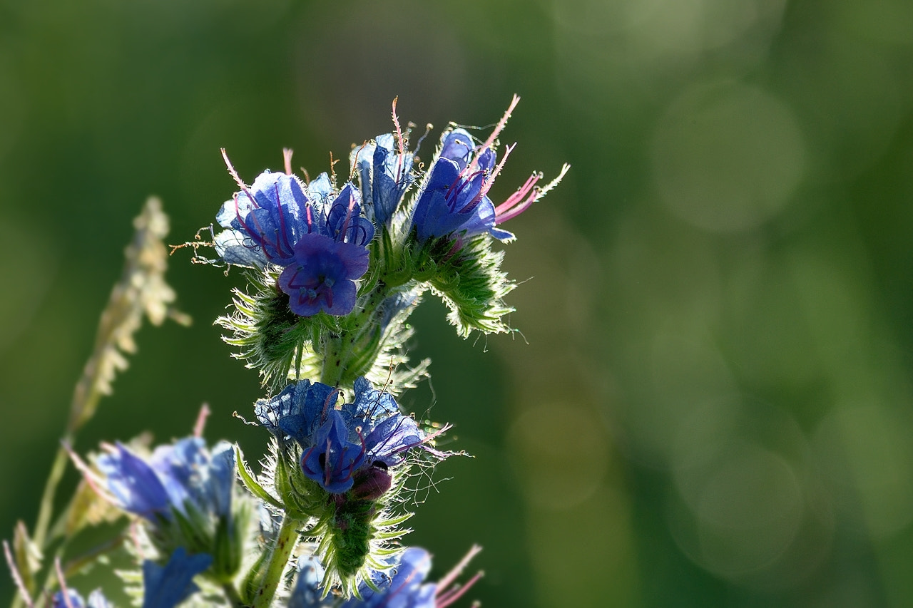 Nikon D5100 sample photo. Little bouquet photography