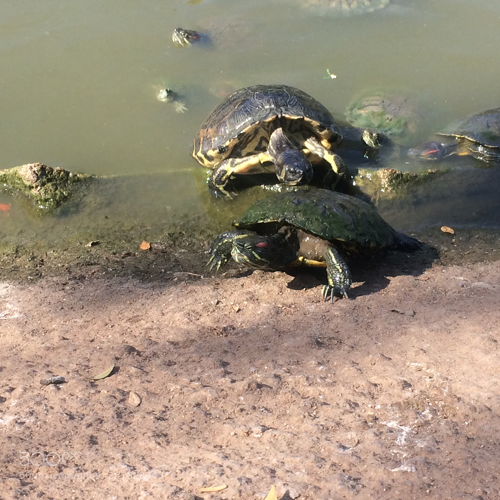 Apple iPhone 5s sample photo. Turtle park photography
