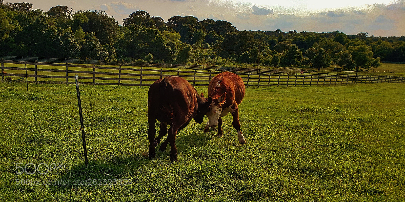 Samsung Galaxy S9+ sample photo. Cattle playing 2018 photography