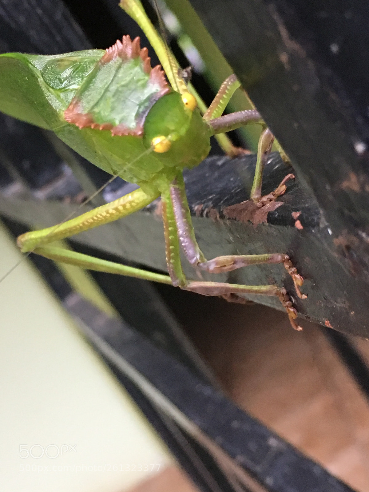 Apple iPhone SE sample photo. Untitled photography