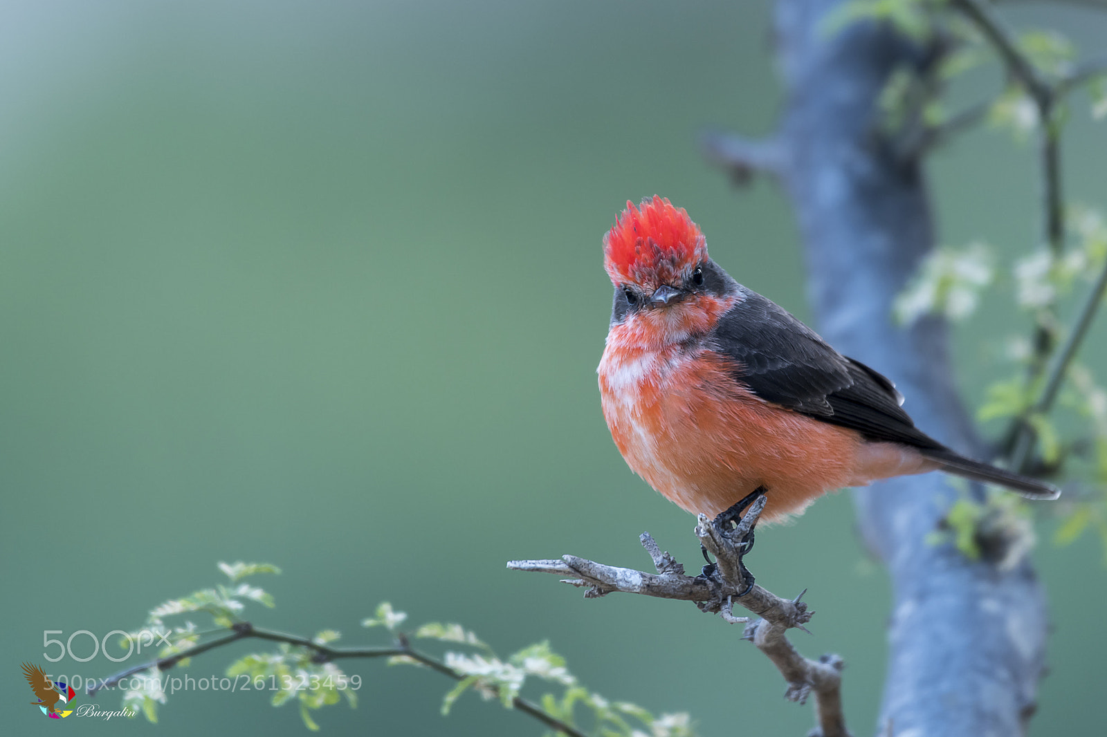 Nikon D500 sample photo. Vermilion flycatcher photography