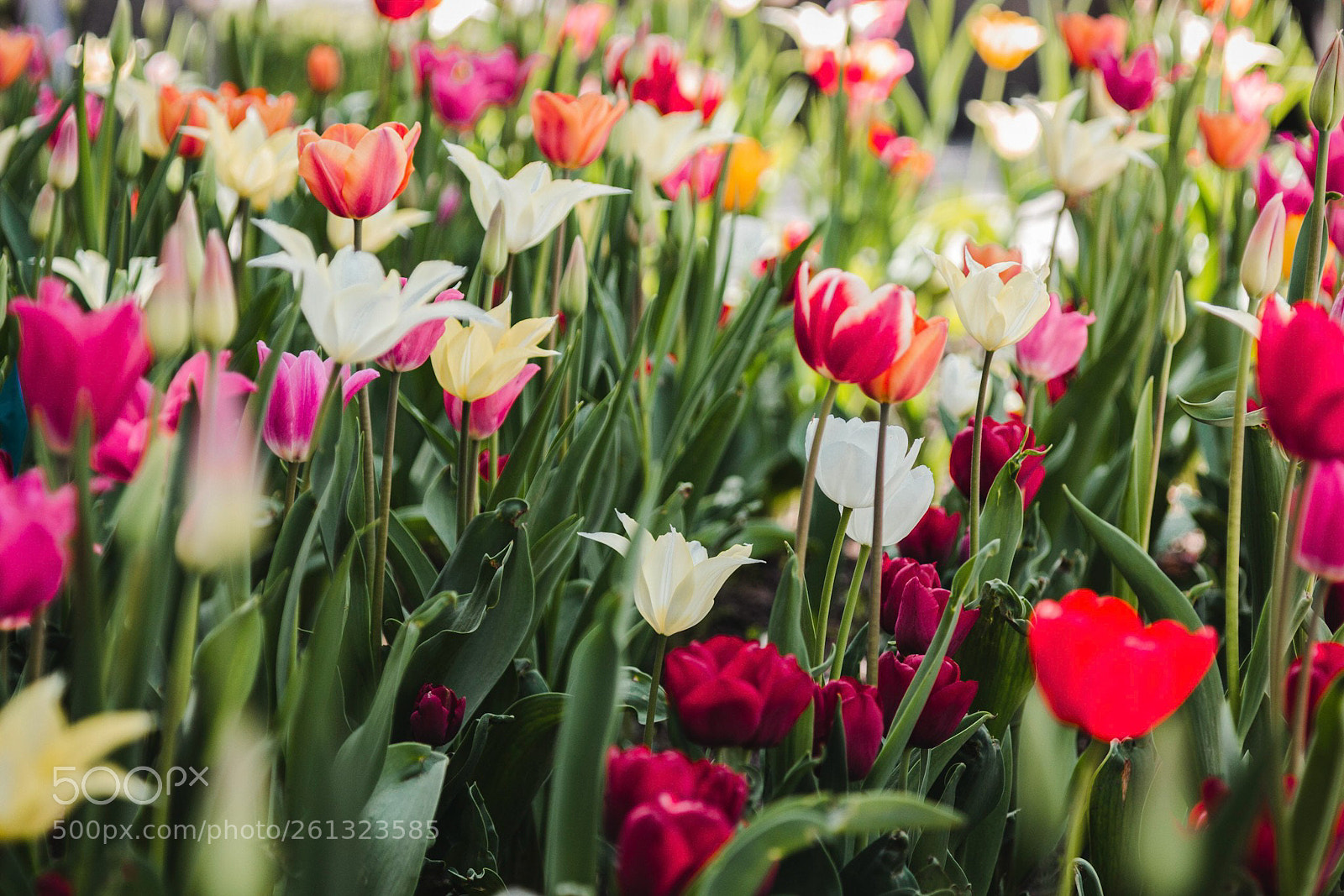 Canon EOS 600D (Rebel EOS T3i / EOS Kiss X5) sample photo. Tulips garden photography
