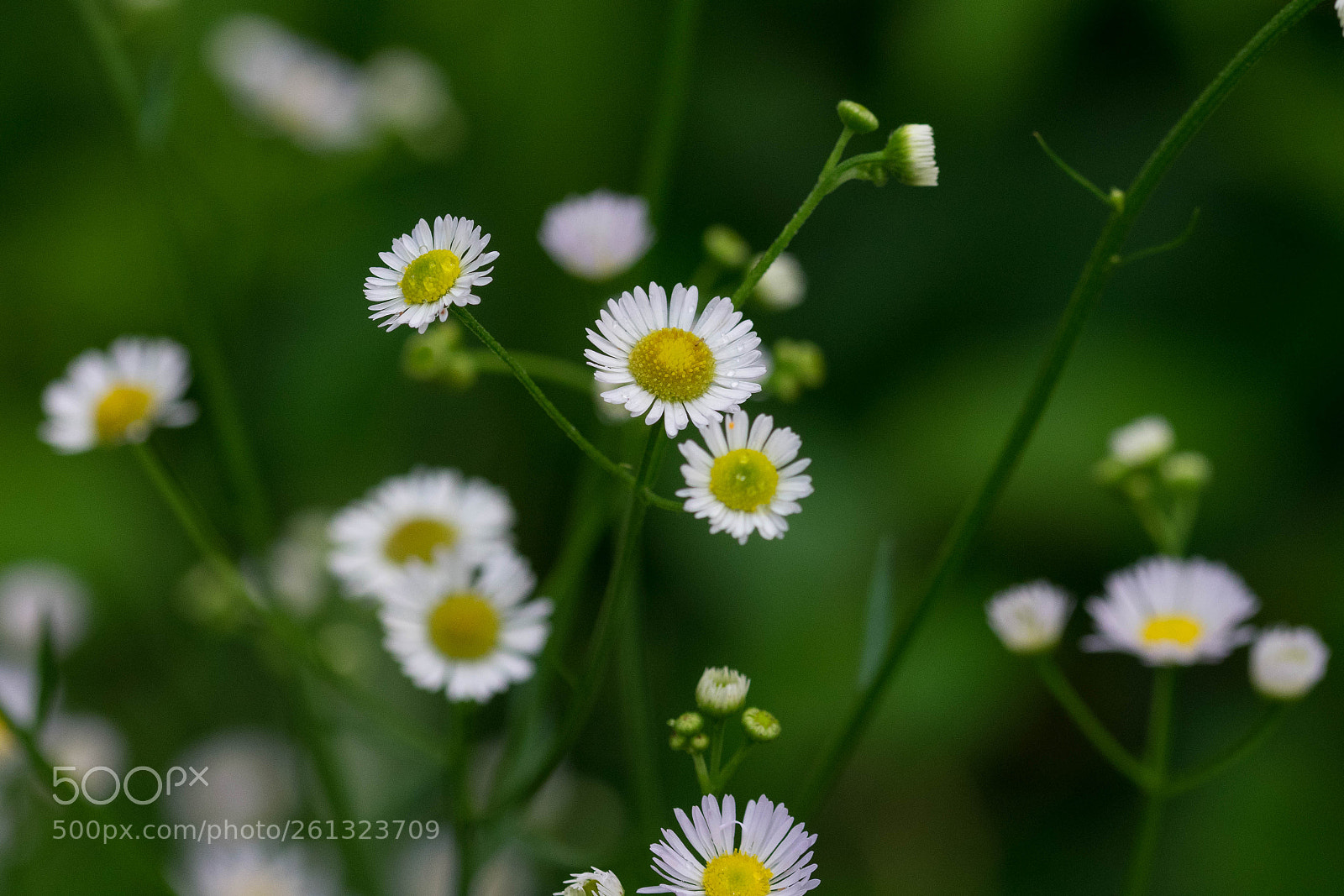 Nikon D3400 sample photo. Wildflowers photography
