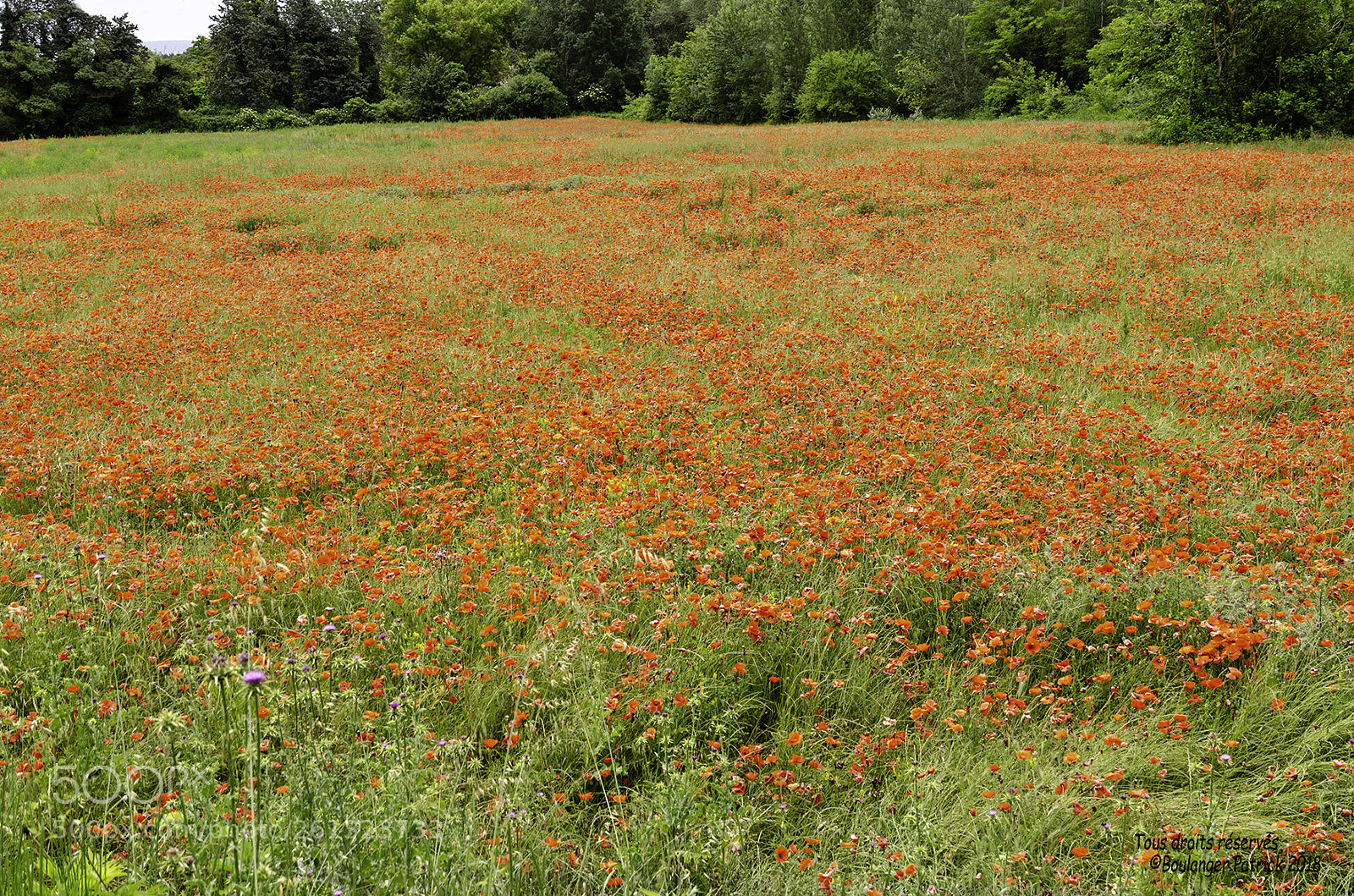 Nikon D7000 sample photo. Coquelicots photography