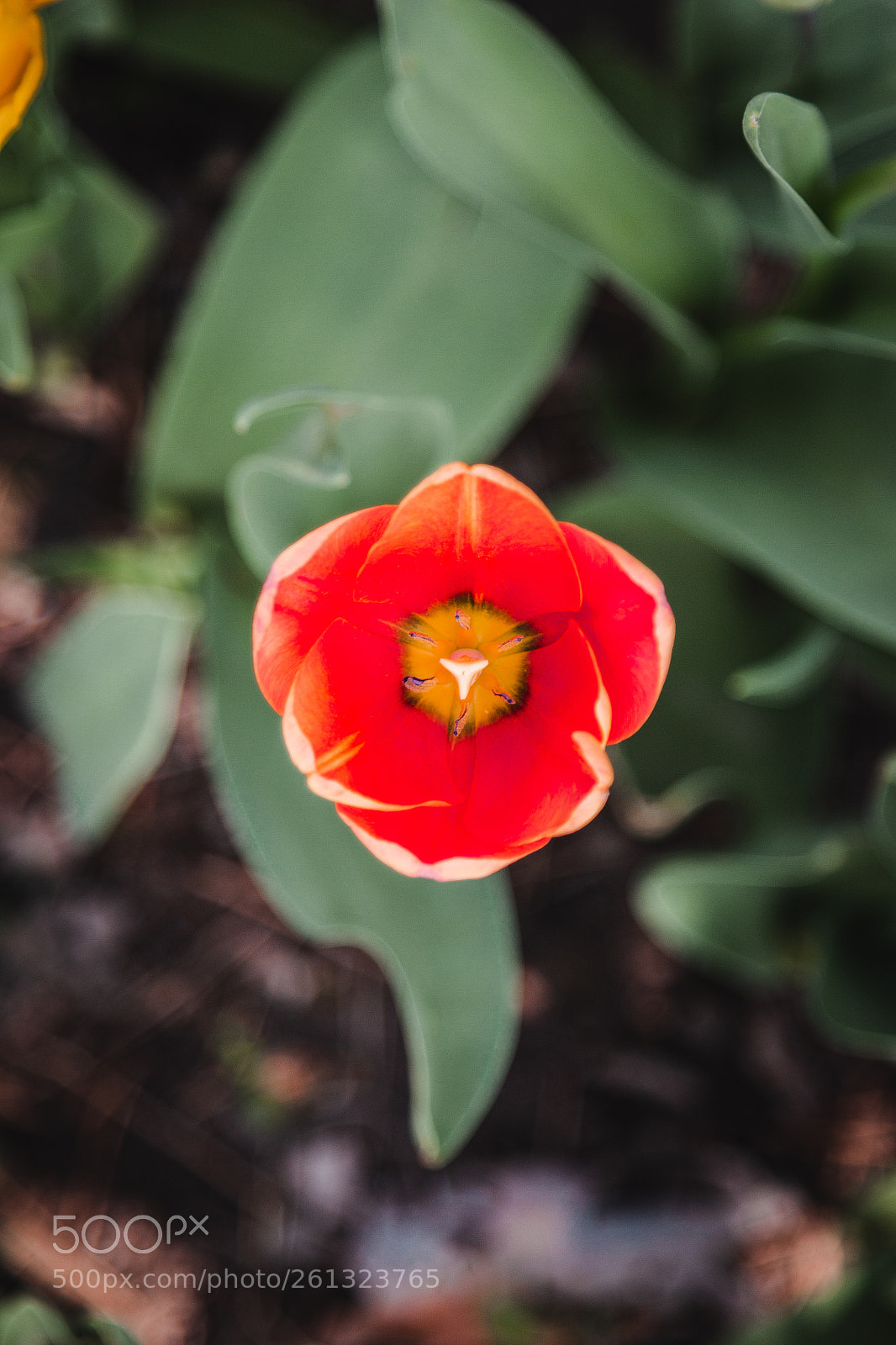 Canon EOS 600D (Rebel EOS T3i / EOS Kiss X5) sample photo. Tulip up photography