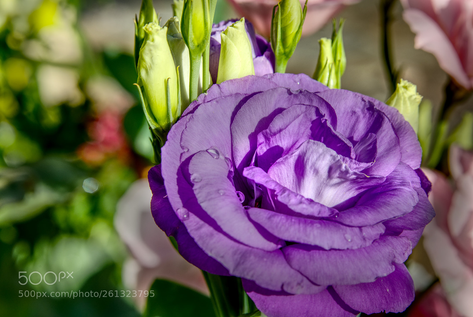Canon EOS 5D Mark IV sample photo. Untitled photography