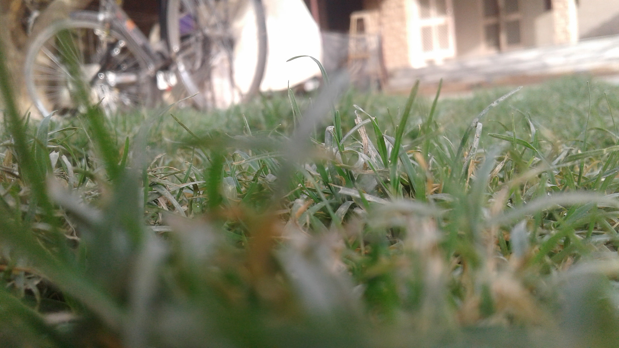 Samsung Galaxy J2 sample photo. Beauty of grass photography