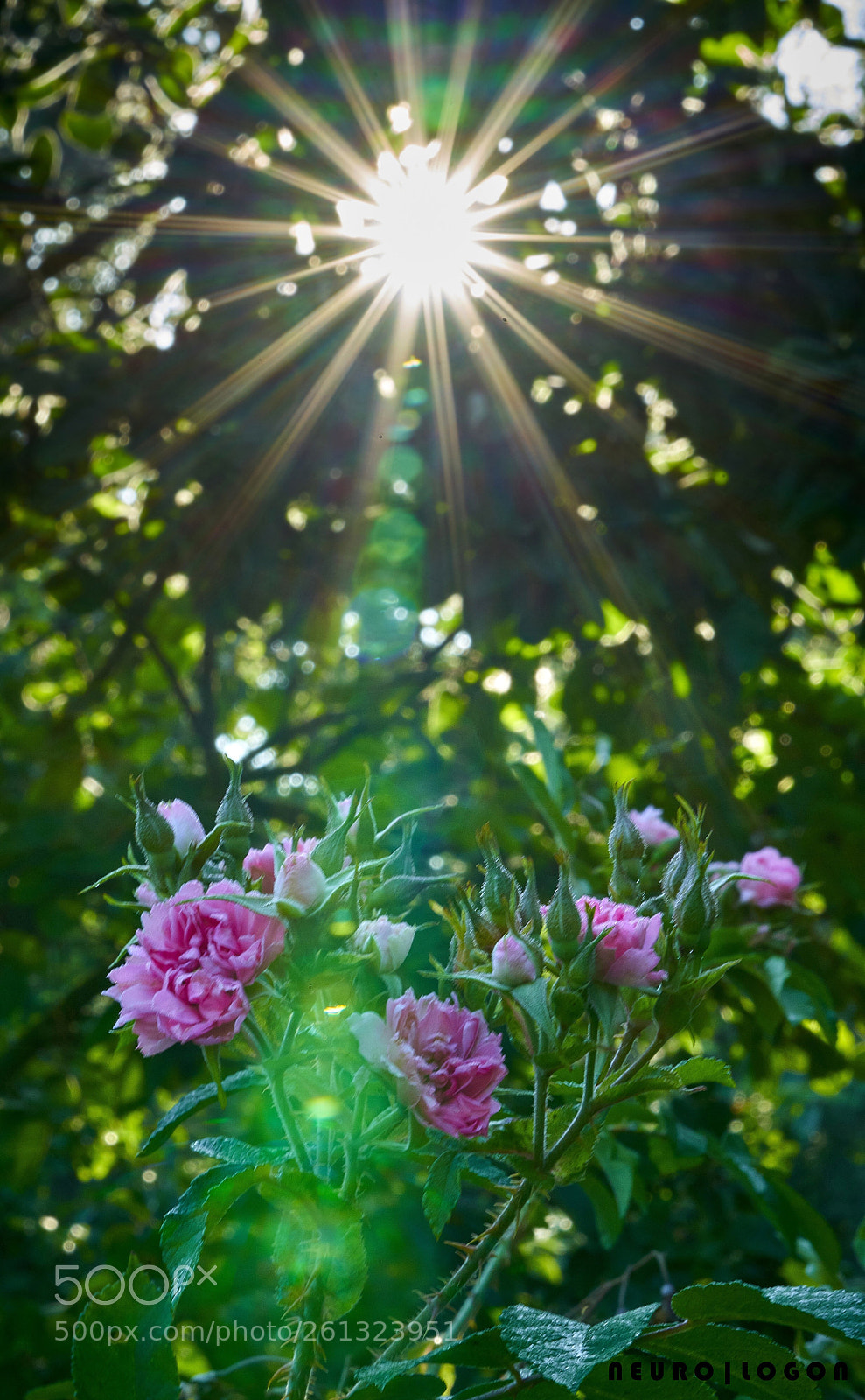 Sony a7R II sample photo. Morning light photography
