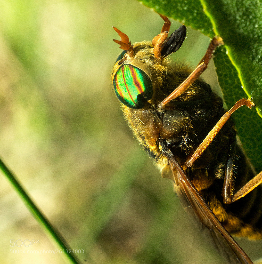 Canon EOS 60D sample photo. Bzzzz photography