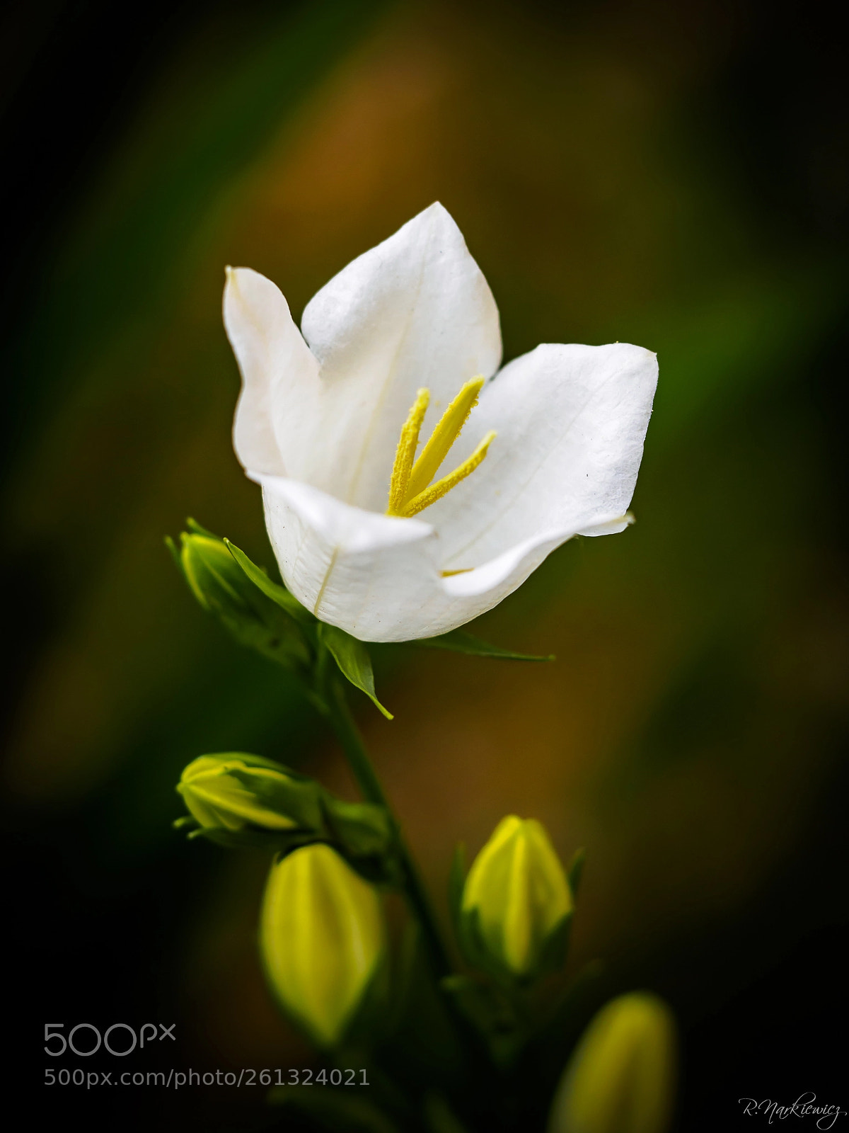 Olympus OM-D E-M5 sample photo. Flower photography