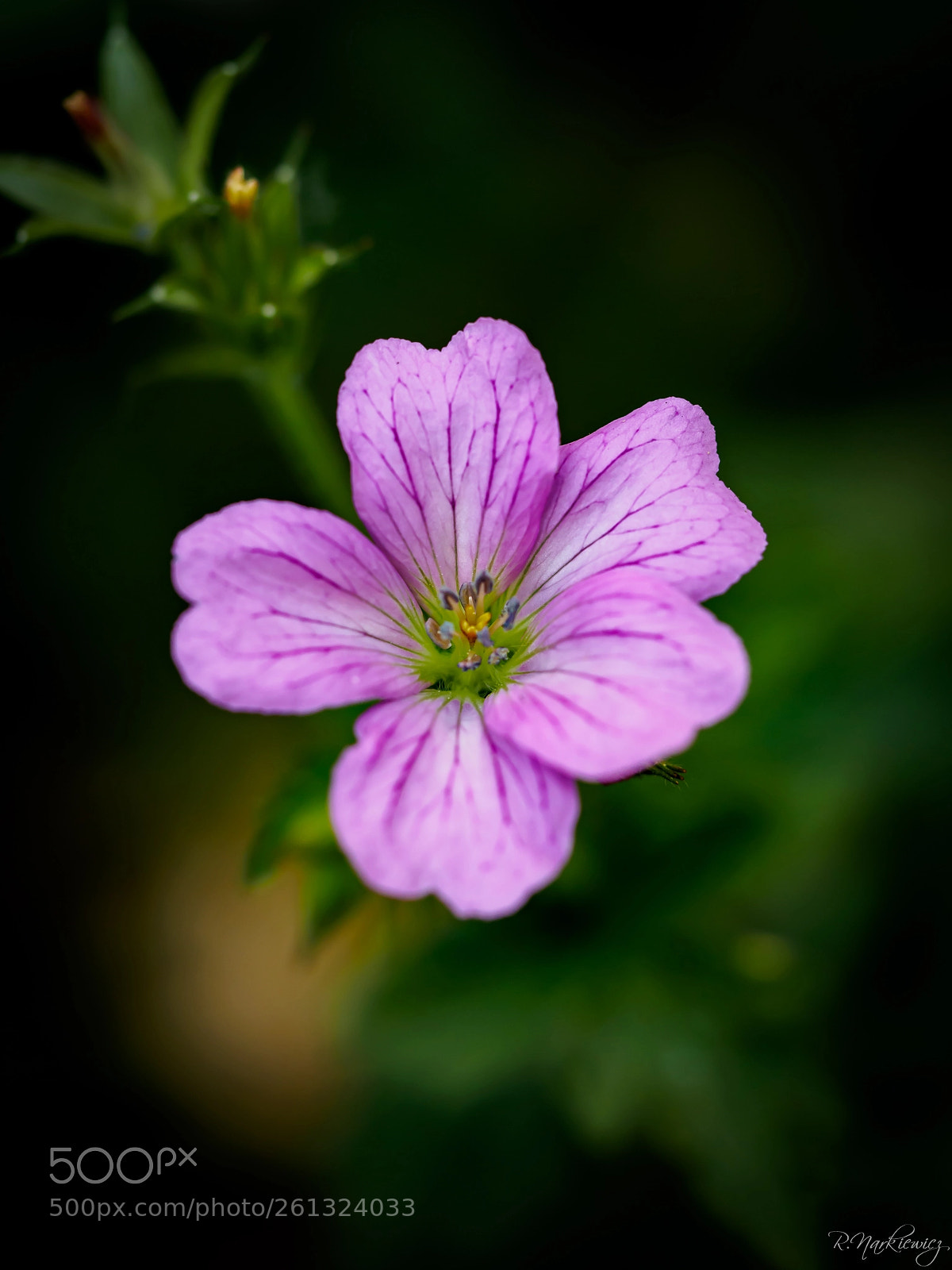 Olympus OM-D E-M5 sample photo. Flower photography