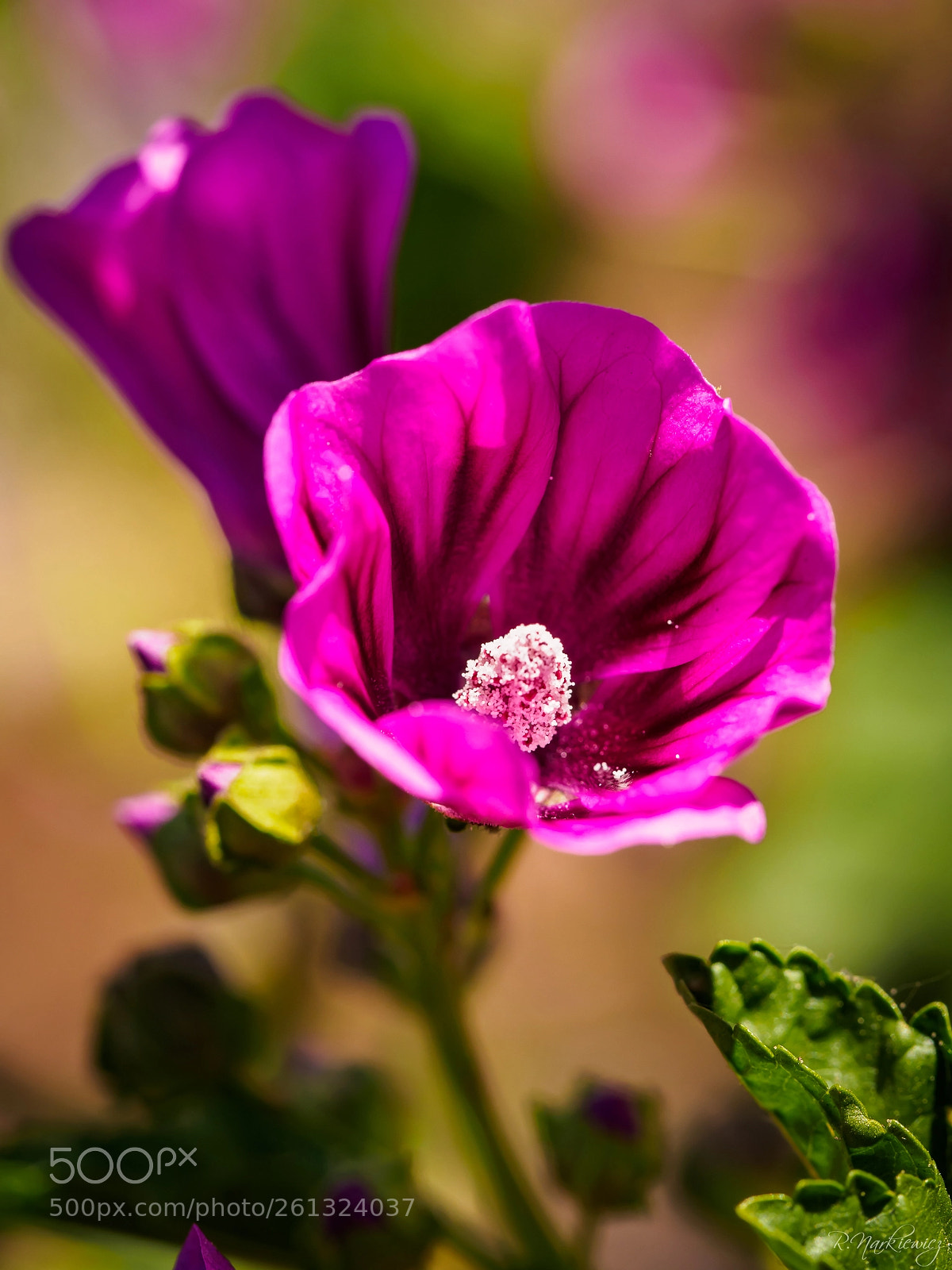 Olympus OM-D E-M5 sample photo. Flower photography