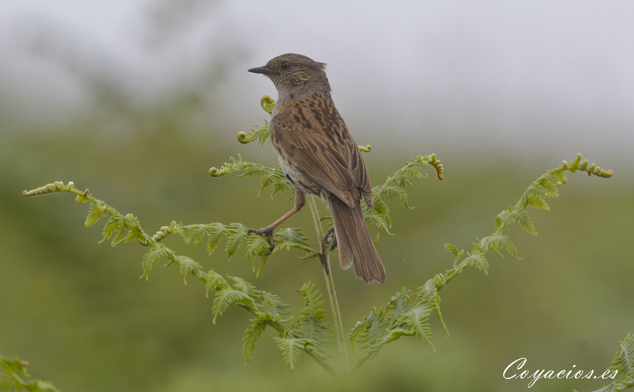 Canon EOS 7D Mark II sample photo. Acentor común (prunella modulares) photography