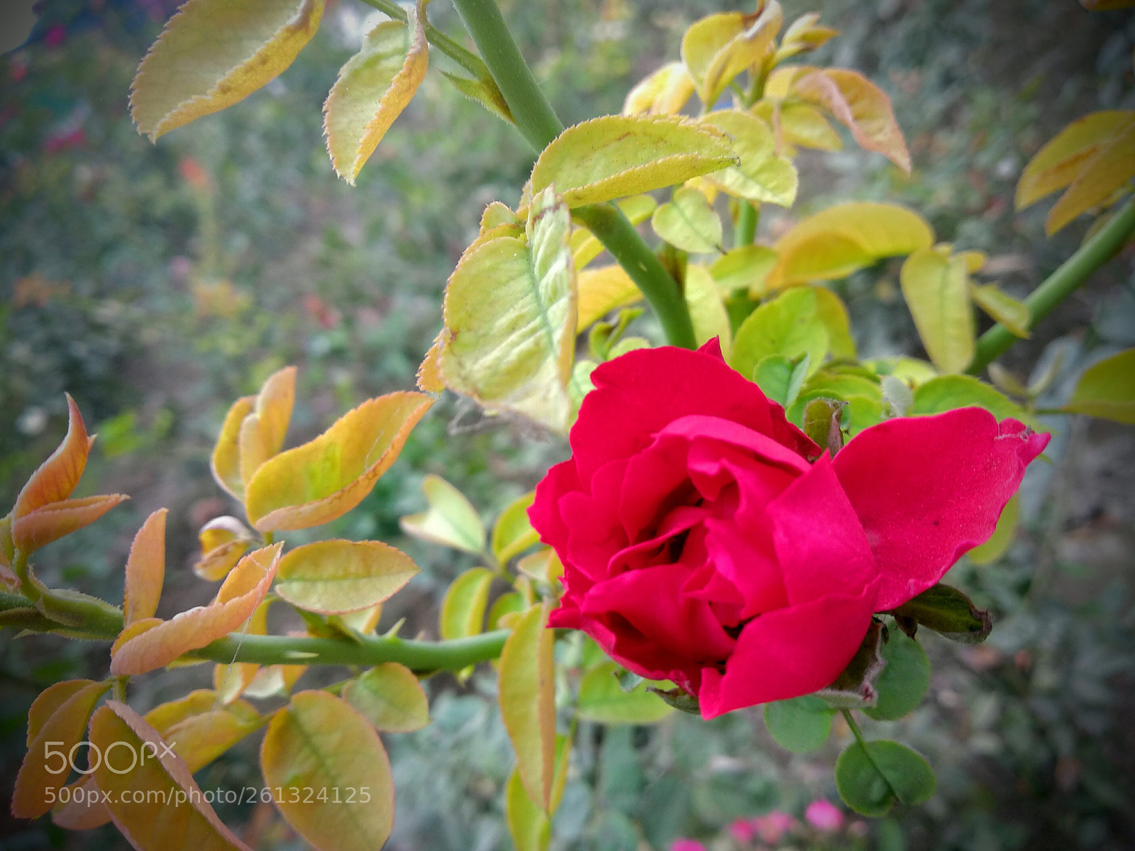 Xiaomi Mi A1 sample photo. Rose different types photography