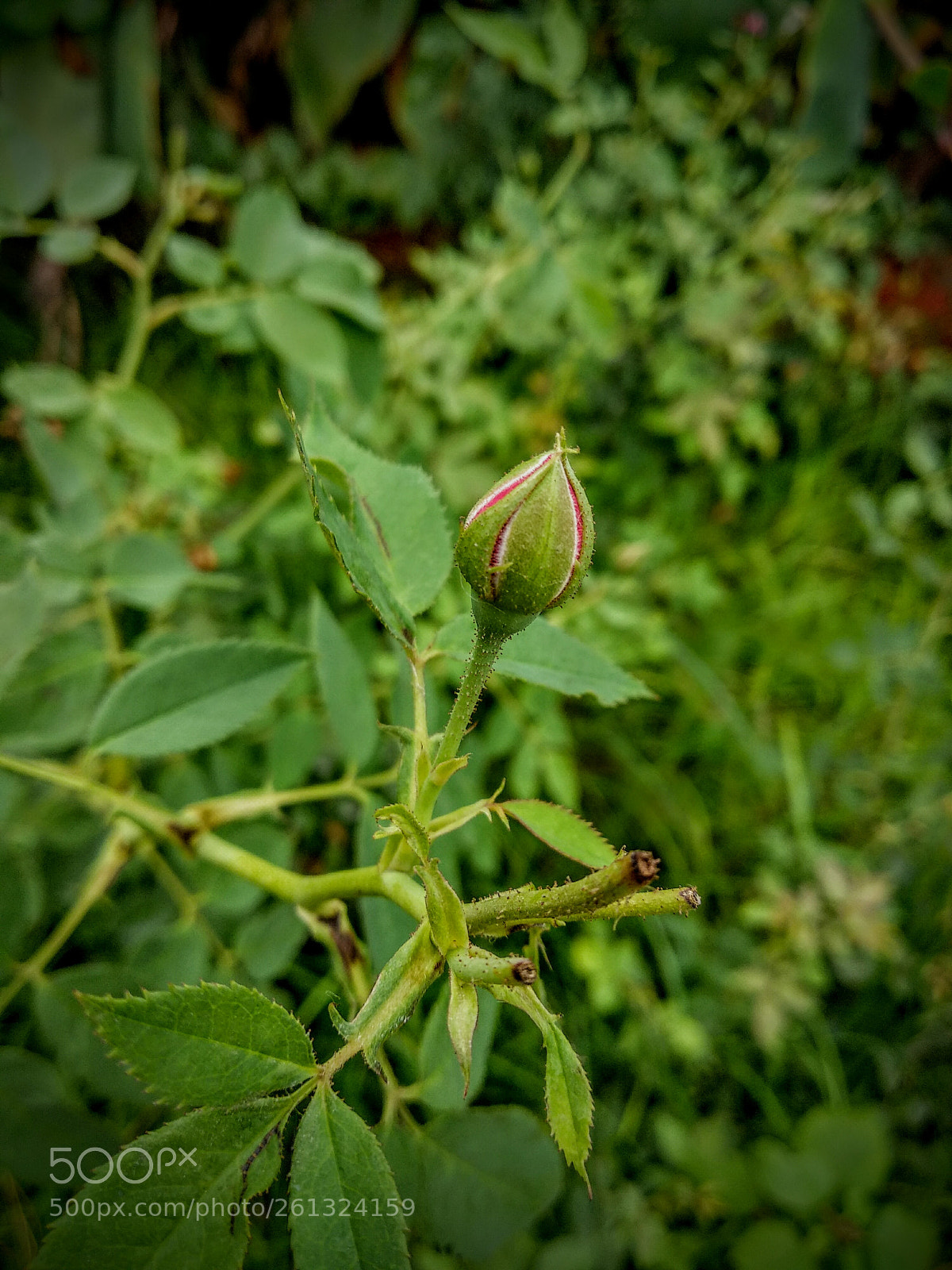 Xiaomi Mi A1 sample photo. Rose different types photography
