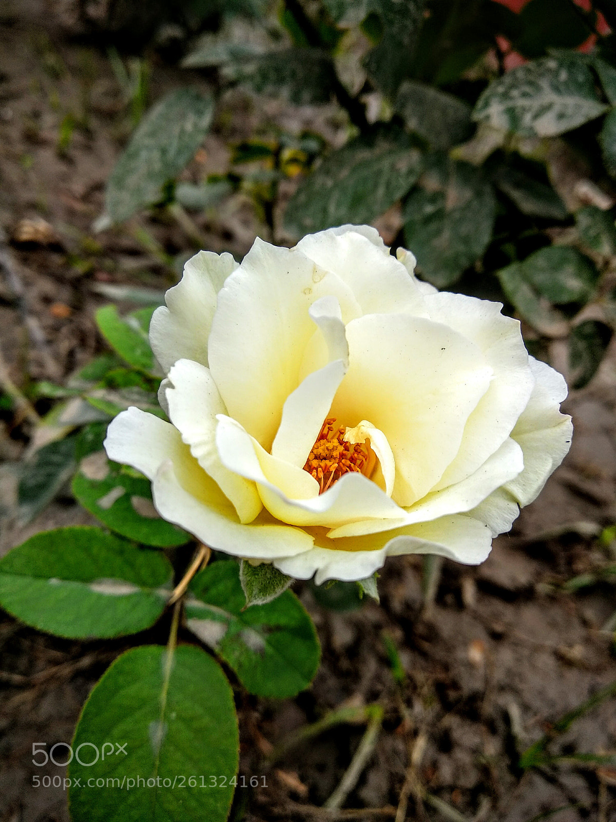 Xiaomi Mi A1 sample photo. Rose different types photography