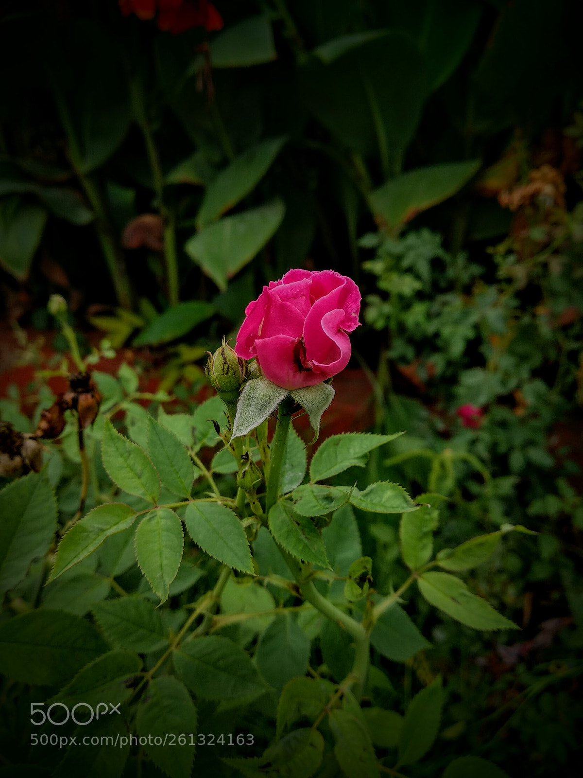 Xiaomi Mi A1 sample photo. Rose different types photography