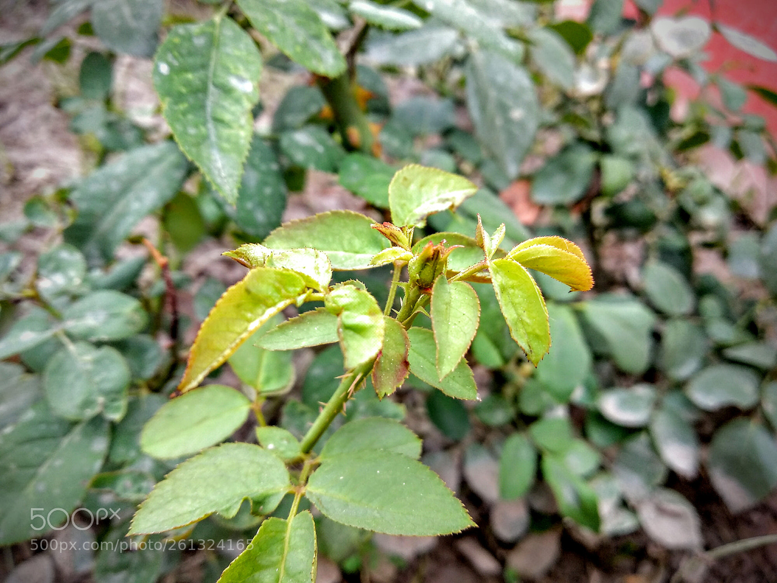 Xiaomi Mi A1 sample photo. Rose different types photography