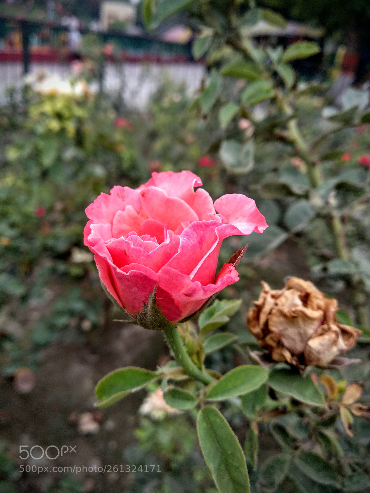 Xiaomi Mi A1 sample photo. Rose different types photography