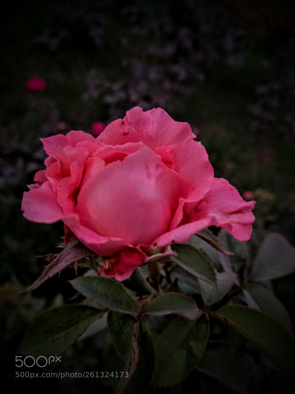 Xiaomi Mi A1 sample photo. Rose different types photography