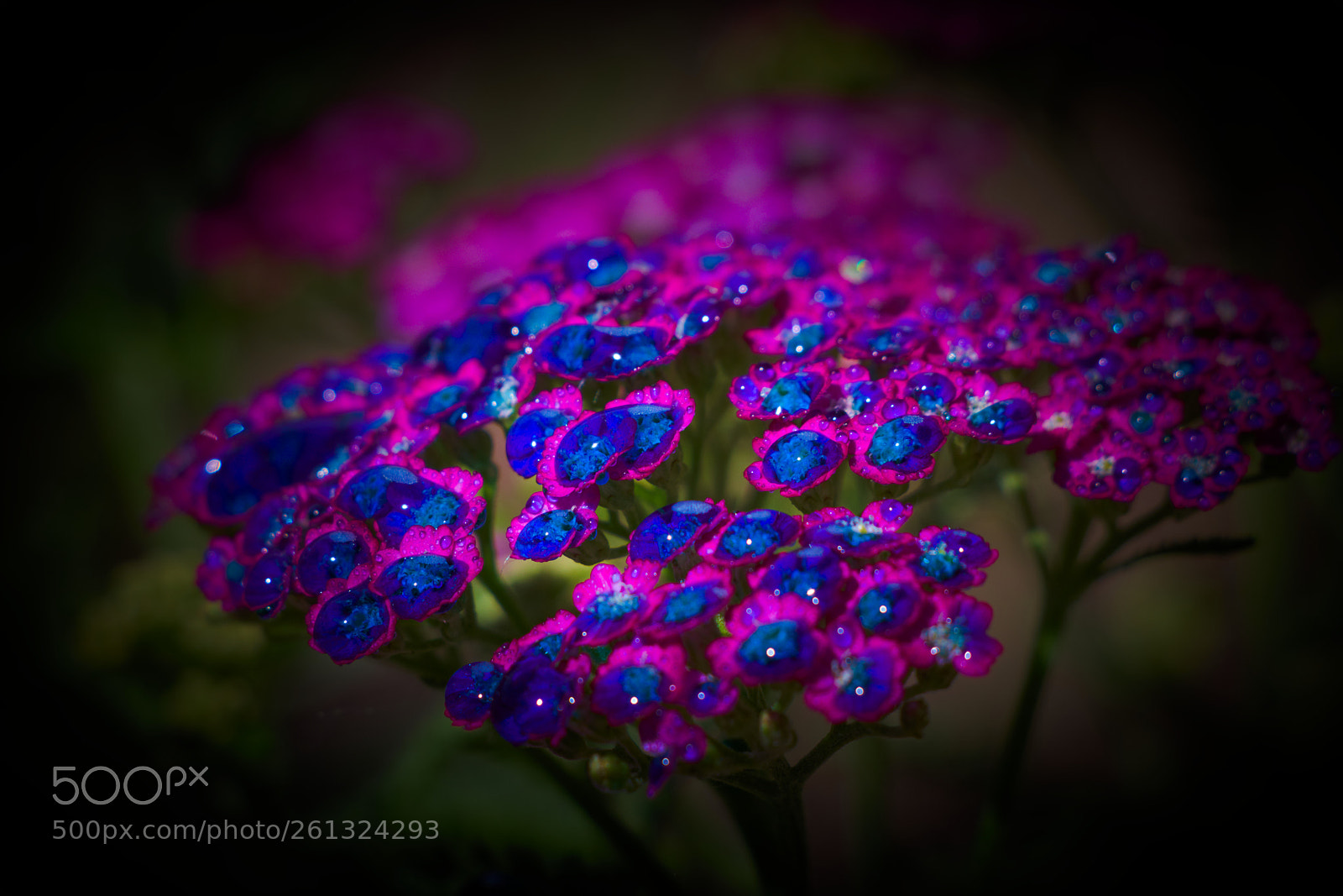 Canon EOS 80D sample photo. Blue drops flower photography