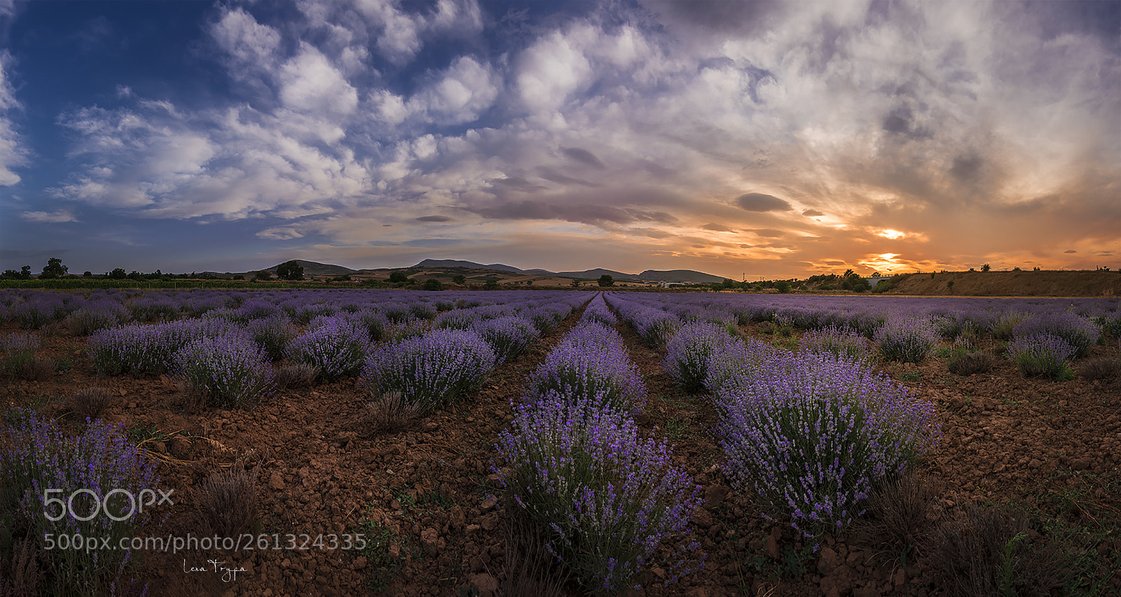 Nikon D7200 sample photo. Lavender fields. magnesia, greece. photography