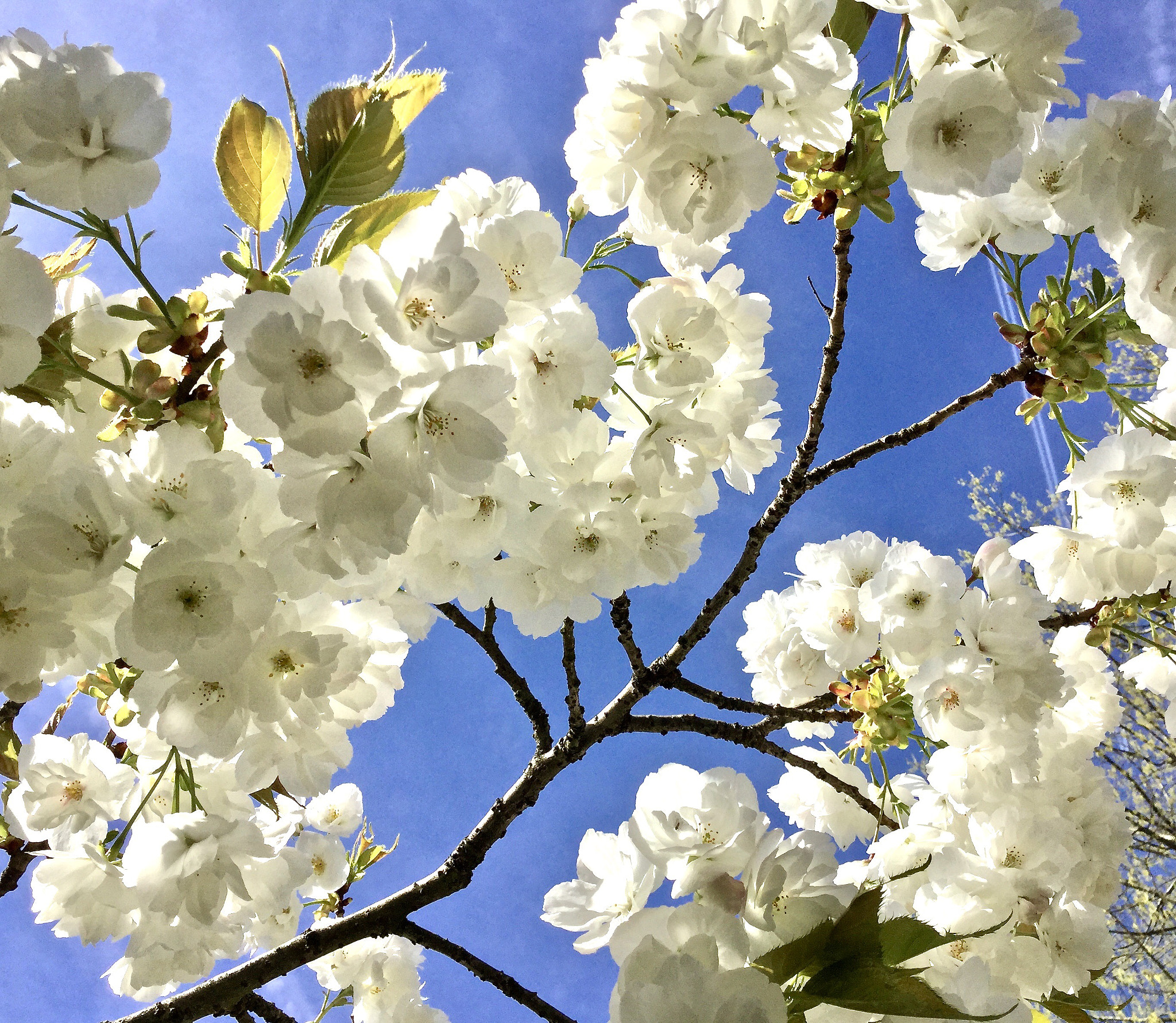 Apple iPad Air 2 sample photo. Cherry blossoms  photography